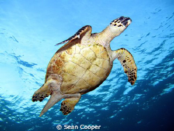 Hawksbill Turtle. 
(Canon G10&Epoque DS150 Strobe) by Sean Cooper 